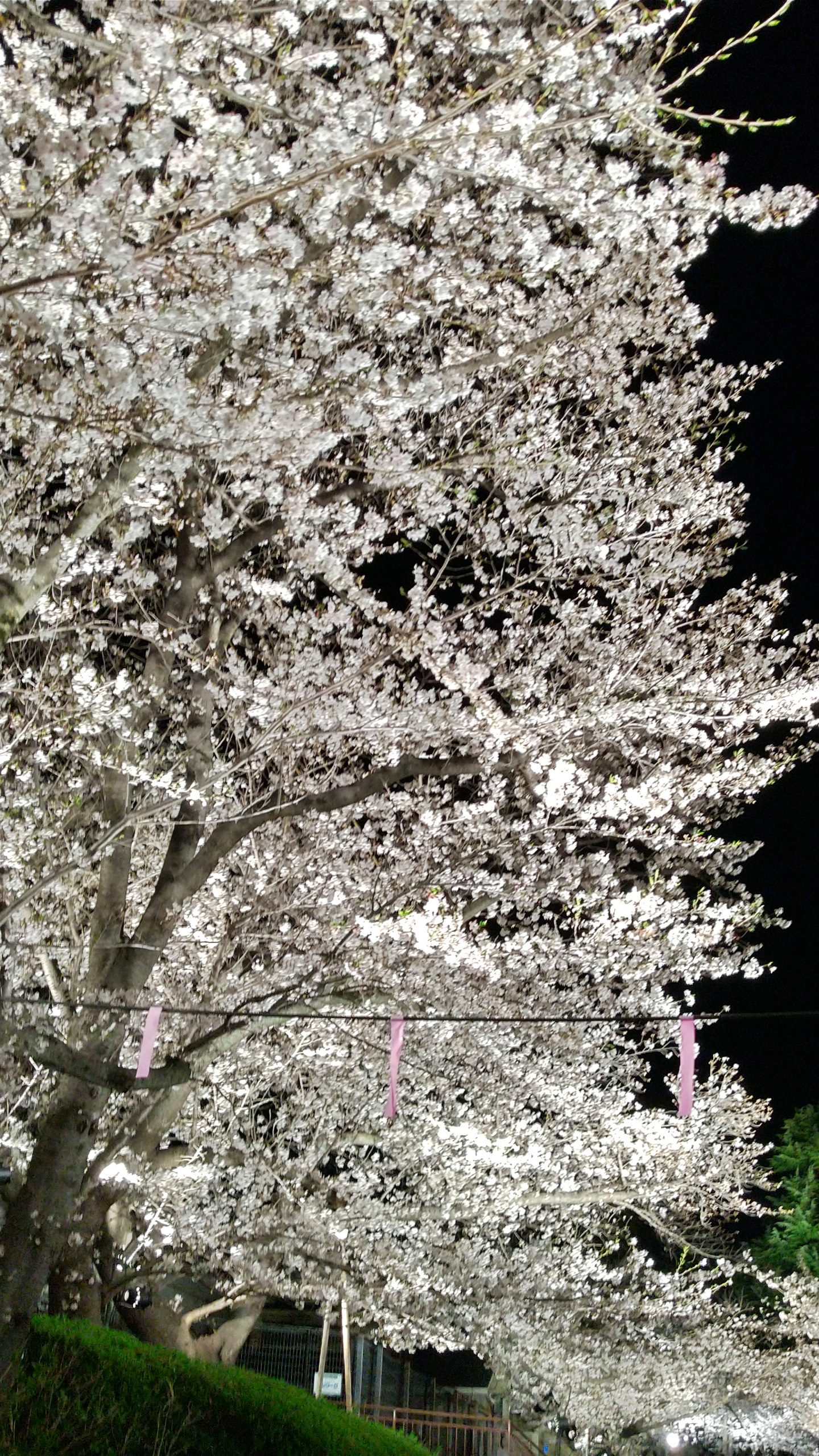 ​【レア▪️一点物】天然夜桜メノウ トルソー 置物✨成型花 ジオード 自然の奇跡 神戸】今年見納めの異人館と桜のコラボも！王子動物園 夜桜通り抜け
